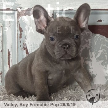 Valley Lilac Male Frenchie Puppy POA
